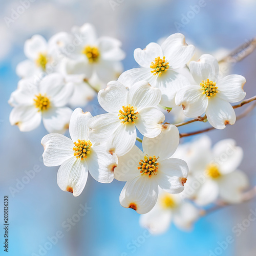 Cluster of white dogwood flowers blooming on branches with a soft blue sky background