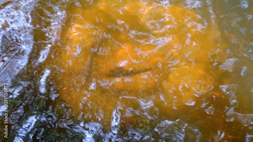 Freshwater fish in brackish lake water during wildlife safari in Wilpattu National Park in Sri Lanka