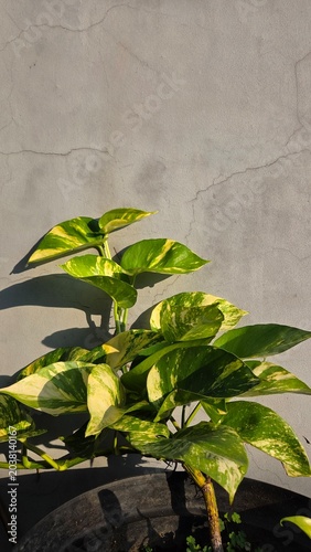 green leaves on the wall