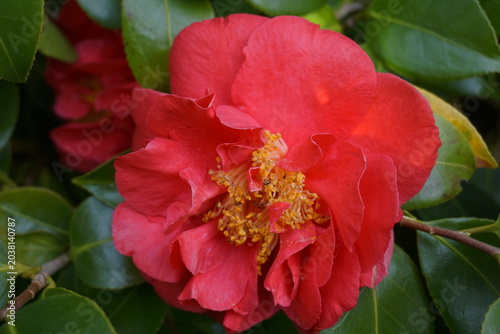 Incredible beautiful red camellia - Camellia japonica, known as common camellia or Japanese camellia.