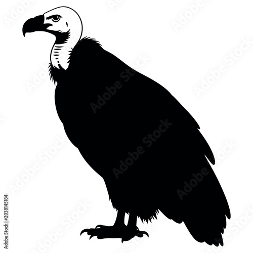 Tableau sur toile Majestic vulture stands tall in this detailed profile photograph capturing the sharp features and powerful silhouette of the bird of prey as it looks forward with intense focus and keen eyes