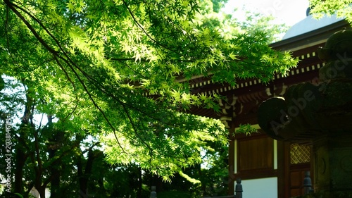 Foto 新緑が眩しい境内