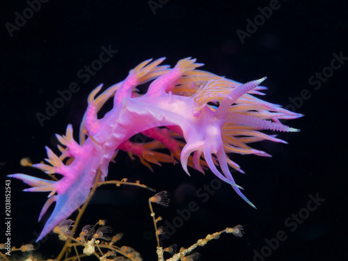 Fotografija Nudibranch Flabellina affinis