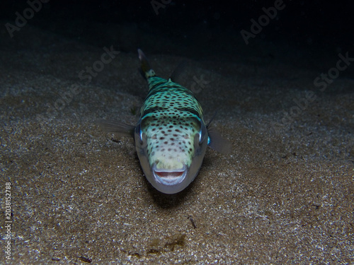 Silver-cheeked toadfish from the Mediterranean Sea