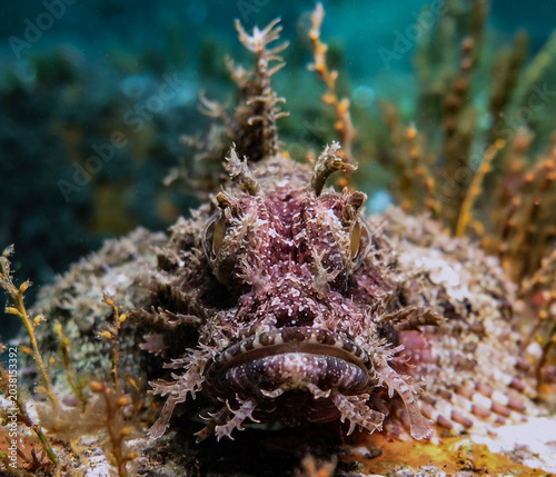 Bild auf Leinwand Leaf scorpionfish from Tulamben, Bali