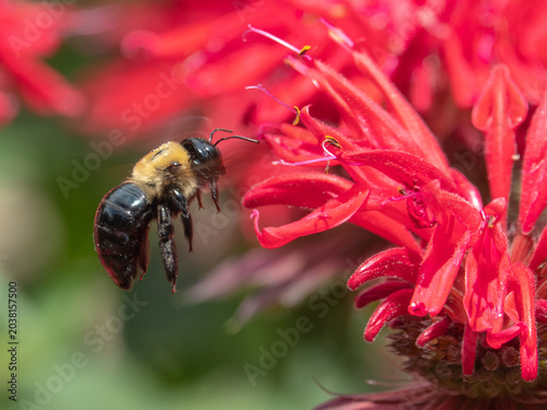 Closeup of Bumblebee and Bee Balm Flower