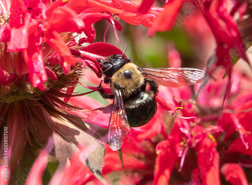Closeup of Bumblebee and Bee Balm Flower
