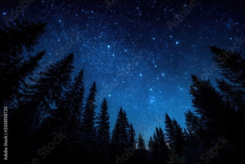 Forest silhouettes frame a dazzling, starlit night sky