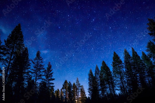 Dark forest silhouetted under a starry, deep blue sky