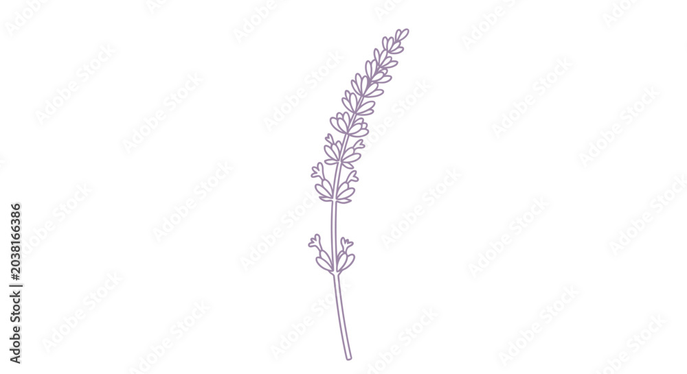 Fototapeta premium Lavender flower with purple petals.