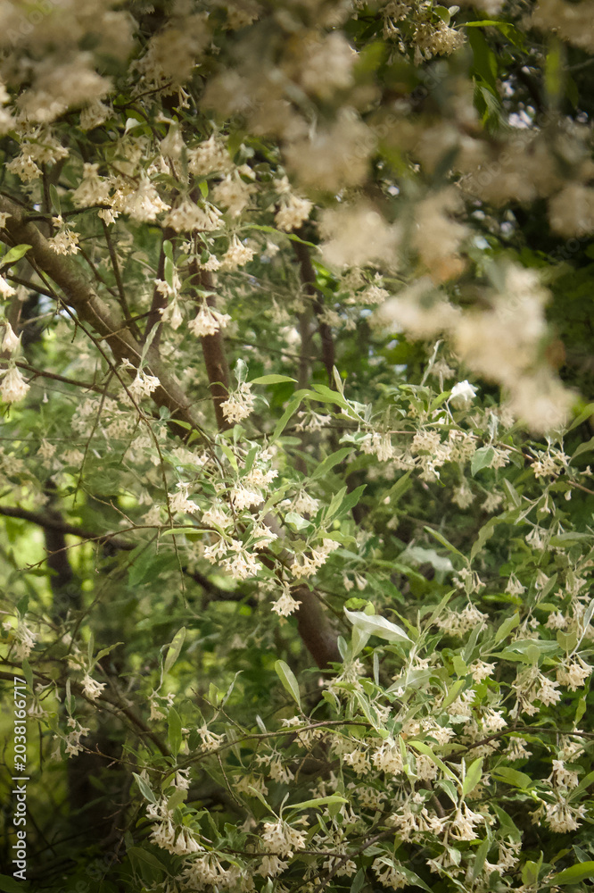 Fototapeta premium White Spring Blossoms