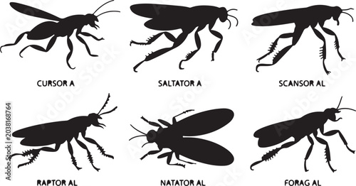 Fotografija Set of black silhouettes of different types of insect legs (cursorial, saltatori