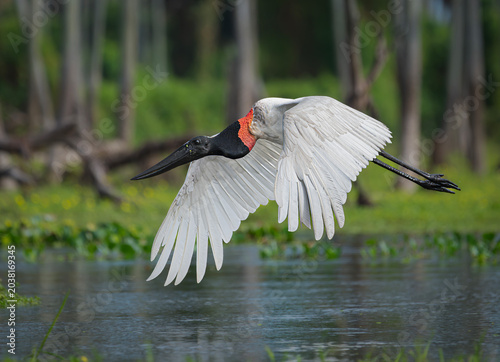 jabiru ave volando en humedal
