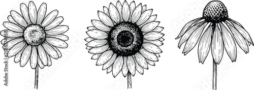Tableau sur toile Three detailed botanical line drawings of daisy flowers in profile and frontal v