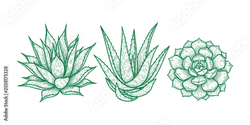 Bild auf Leinwand Three succulent plants with detailed green line drawings on a white background f