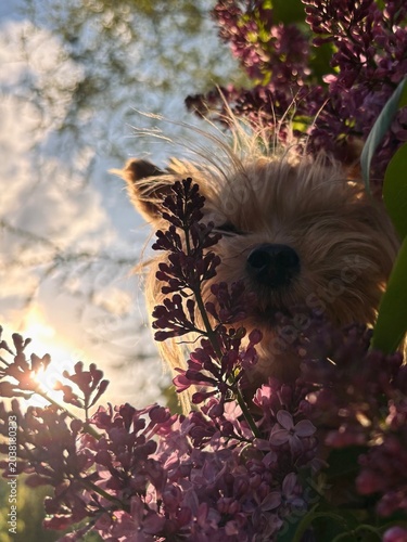 Yorkshire Terrier dog with flowers