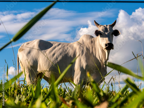 Nelore cattle grazing on green pasture in rural Brazil under blue sky, symbolizing beef production and livestock farming - Nelore cattle grazing on green pasture in Brazil,