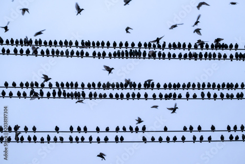 Photography Large flock of birds silhouetted while perched in neat rows on parallel power li