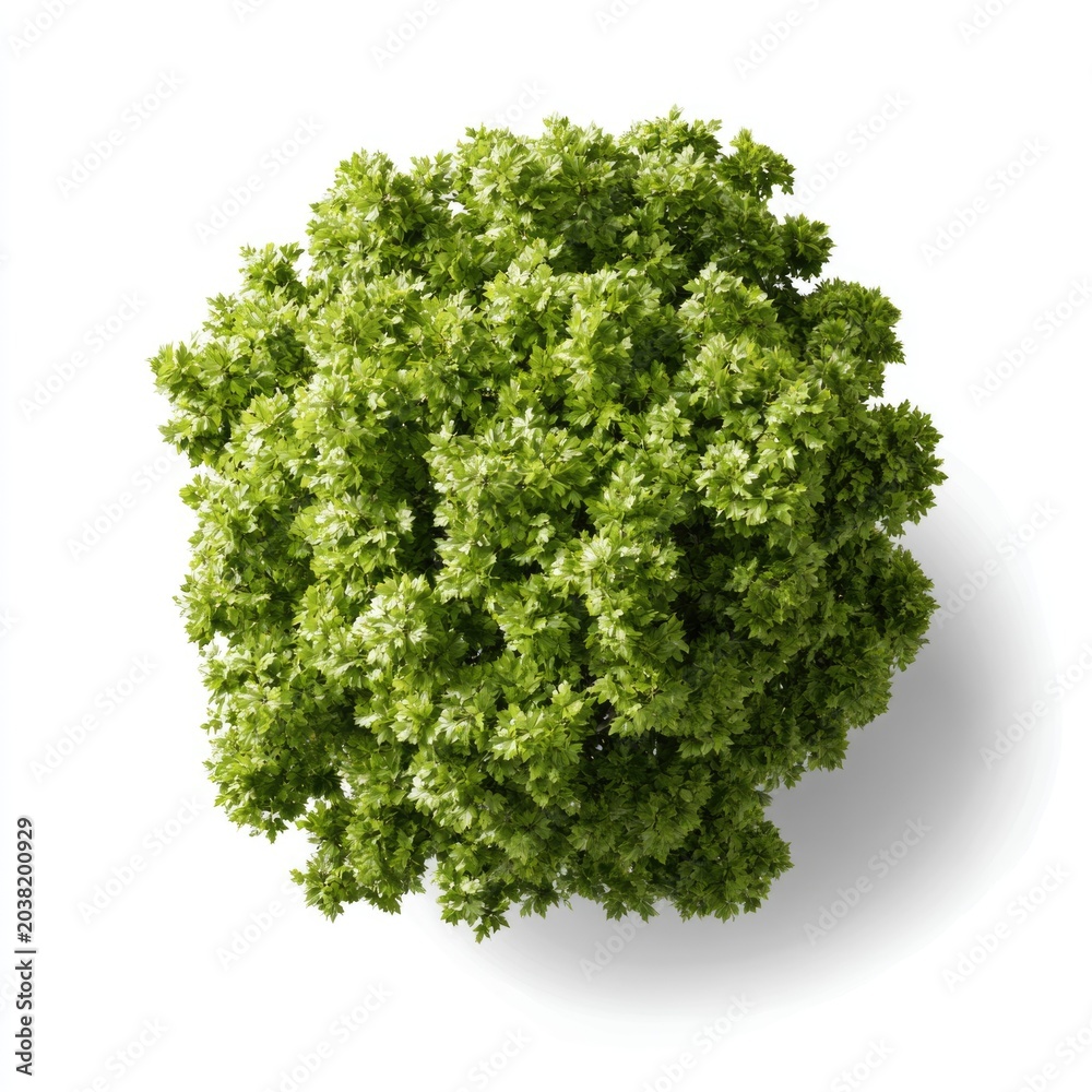 Fototapeta premium Top view of a lush, green bush with dense foliage casting a shadow on a white background.