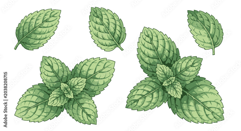 Fotografie Fresh green mint leaves closeup view.