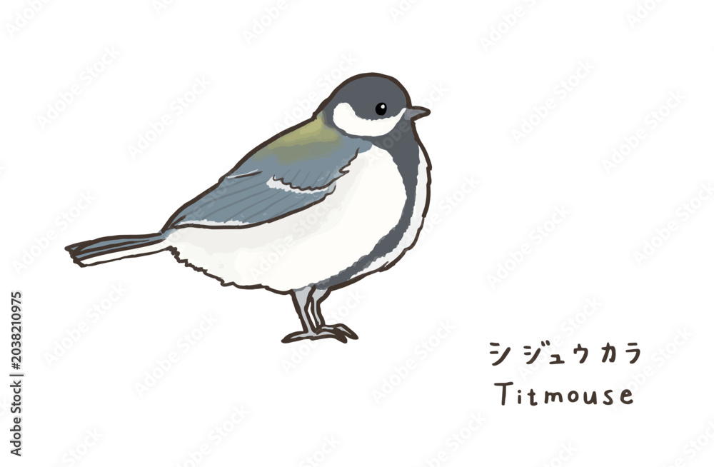 Obraz premium シンプルなシジュウカラのイラスト 可愛いシジュウカラのイラスト