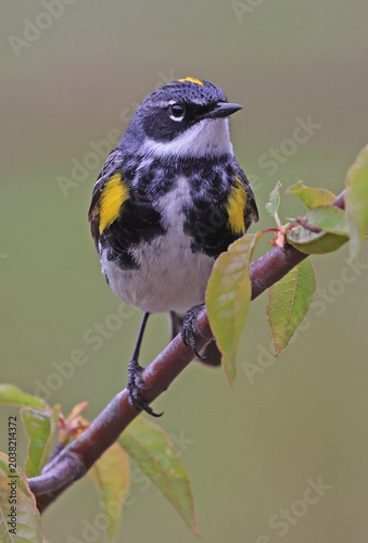 Yellow-rumped warbler perched on a tree branch with green background, Quebec