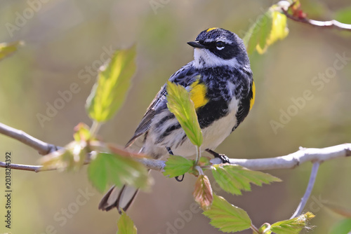 Yellow-rumped warbler perched on a tree branch with green background, Quebec