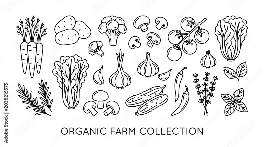 Fototapeta premium Organic Farm Collection Hand Drawn Vegetables and Herbs.