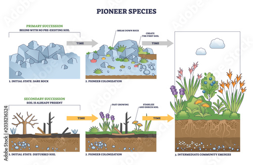 Bild auf Leinwand Pioneer species outline depicts succession, from bare rock to soil and thriving plants, rocks, lichens, roots mark key stages of colonization and growth