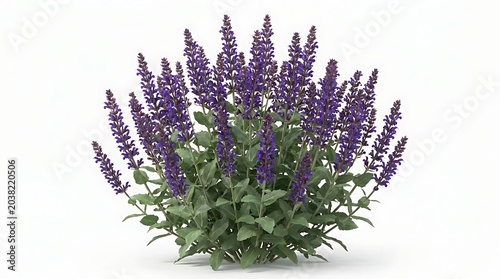 Salvia nemorosa 'caradonna' bush with purple flower spikes isolated on white