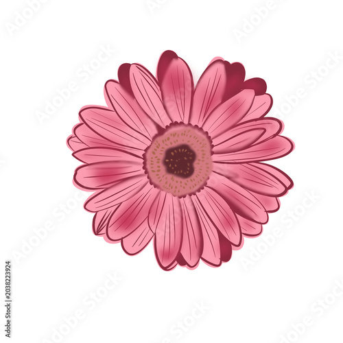 Red gerbera flowers