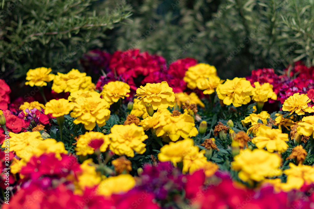 Obraz premium 都心散歩 花壇の花々