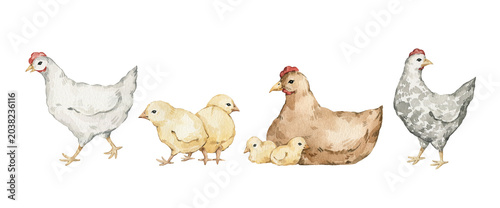 Watercolor hand drawn chickens, chicks, farm birds