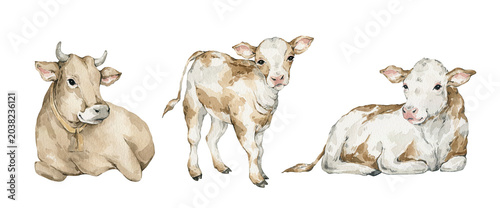 Watercolor cute domestic cows and calf. Farm livestock animals.