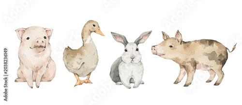 Watercolor farm rural domestic animals. Pigs, rabbit, geese. 