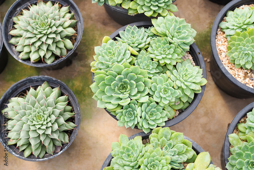 High angle view of Echeveria succulent plants growing in black plastic pots at a greenhouse nursery.