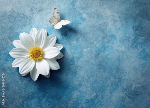 white daisy on blue background