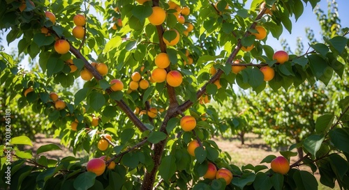 Ripe Apricots Hanging on Tree Branches in an Orchard on a Sunny Day.