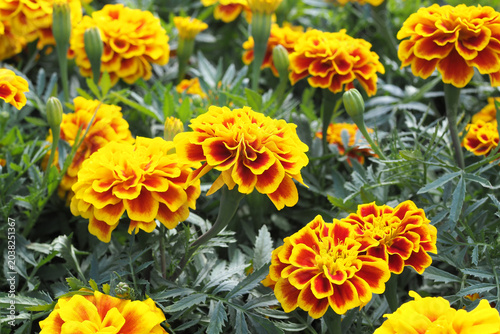 Close up of beautiful French marigold flowers blooming in the garden.