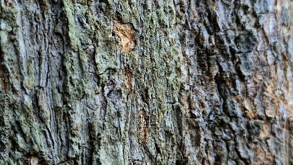 Fototapeta premium Horizontal close-up of textured tree bark showing rough organic details and realistic natural forest surface.