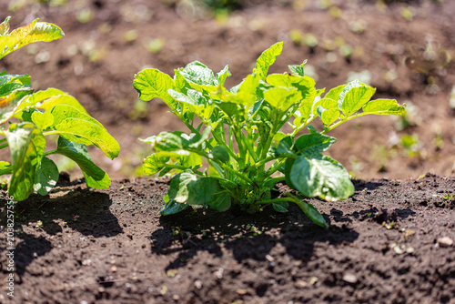 Sprout thinning of potato plants: Removing extra stems to grow larger potatoes.