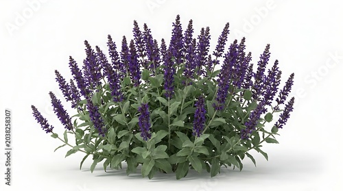 Salvia nemorosa 'caradonna' flowering plant isolated on white background