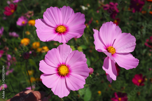 Three beautiful pink cosmos flowers blooming in the garden with green background.