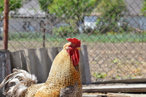 Bild auf Leinwand Brown free-range rooster standing in a sunny rural farm yard