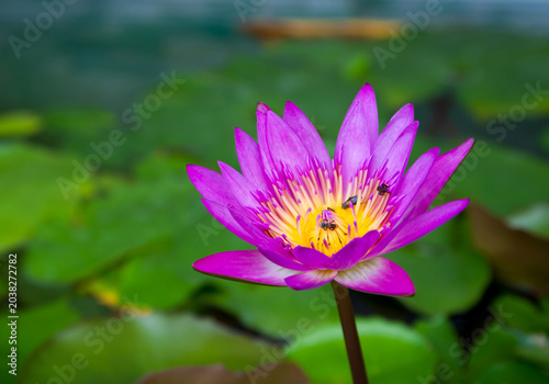 Beautiful purple lotus flower blooming in the pond with little bees collecting pollen.