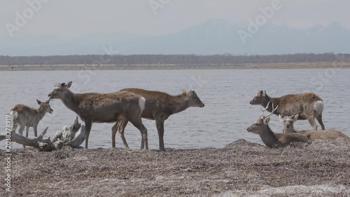 野付半島の野生のエゾシカ