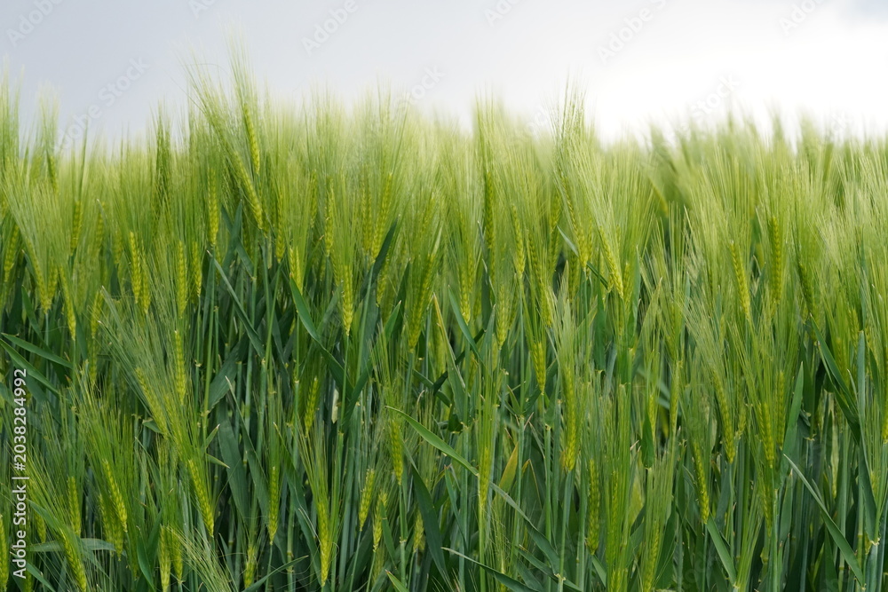 Obraz premium Wheat field growing in sunlight under cloudy sky during spring season