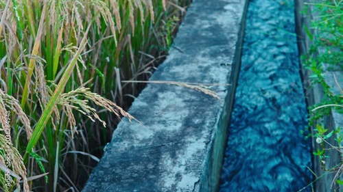 Close up of clean water stream flowing in concrete canal for paddy field irrigation system. Agricultural water management concept.
