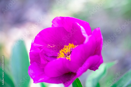 Peony, wild flowers blooming in Alps
