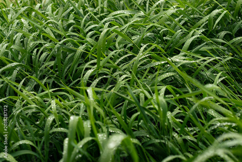 Morning Dew on Green Grass at Sunrise Macro Nature Background